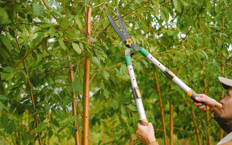 Tree trimming in Elliott, IA